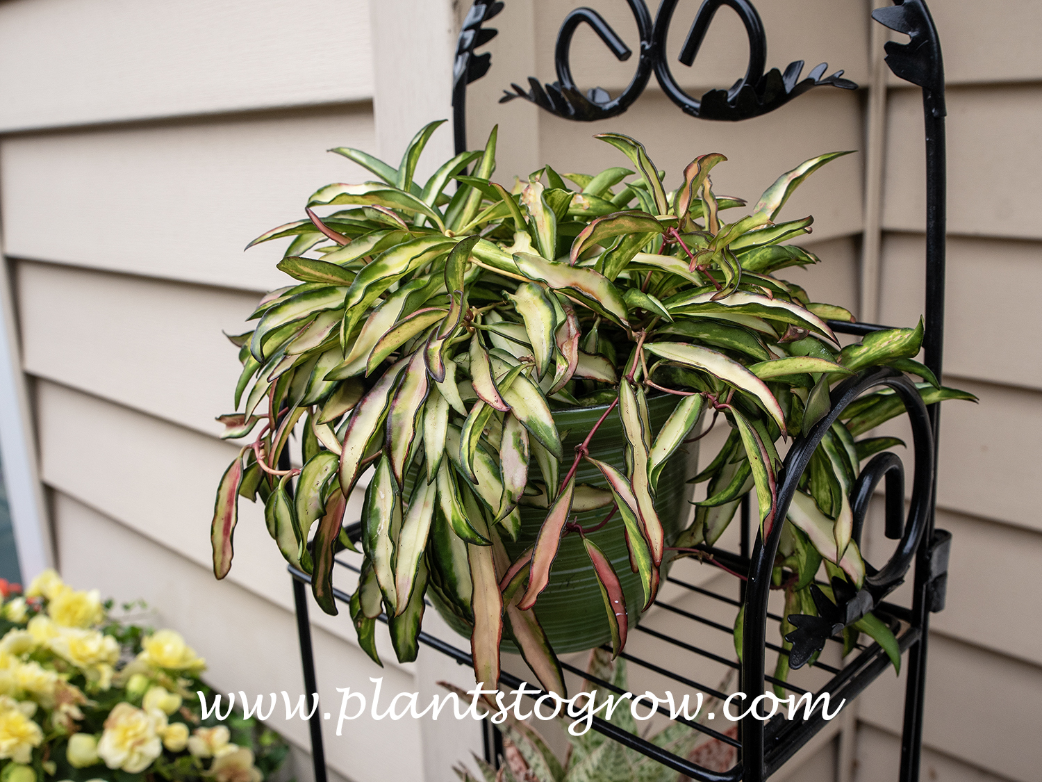 Hoya Wayetti Variegated (Hoya)